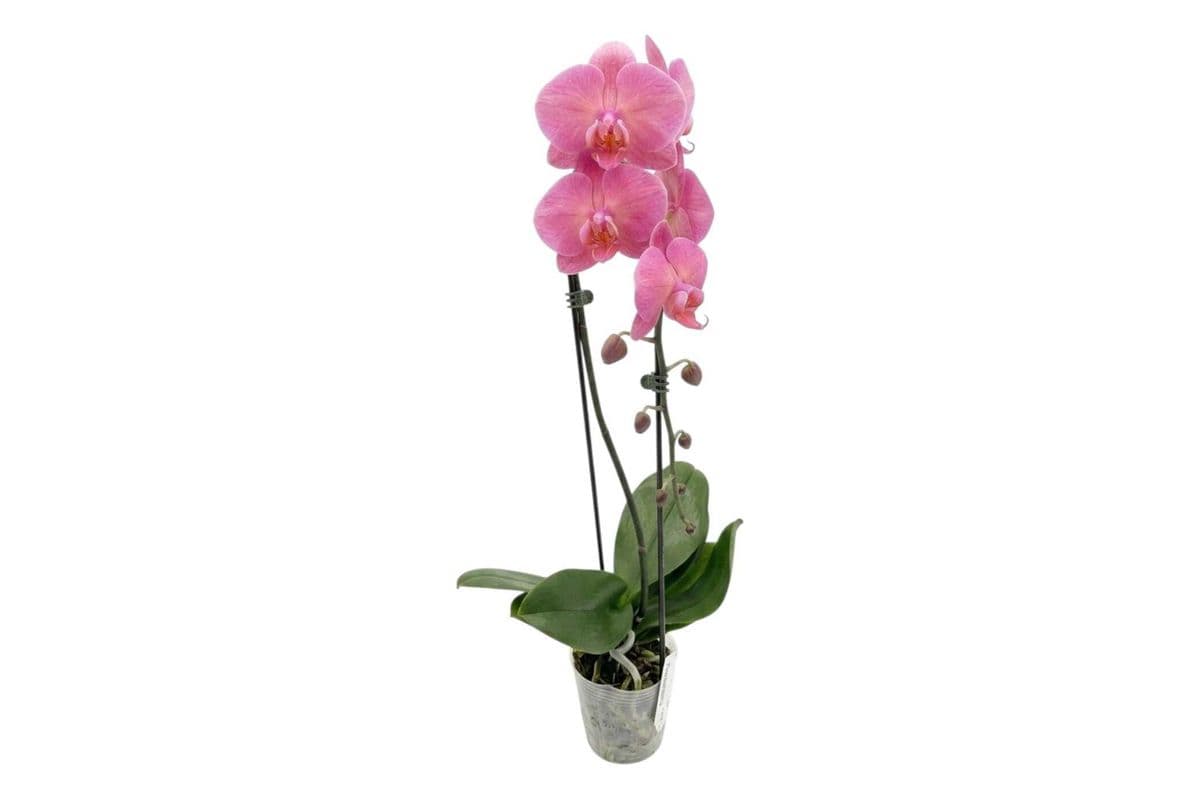 Peach-Pink Single Stem Cascading Orchid - 5 Inch Pot