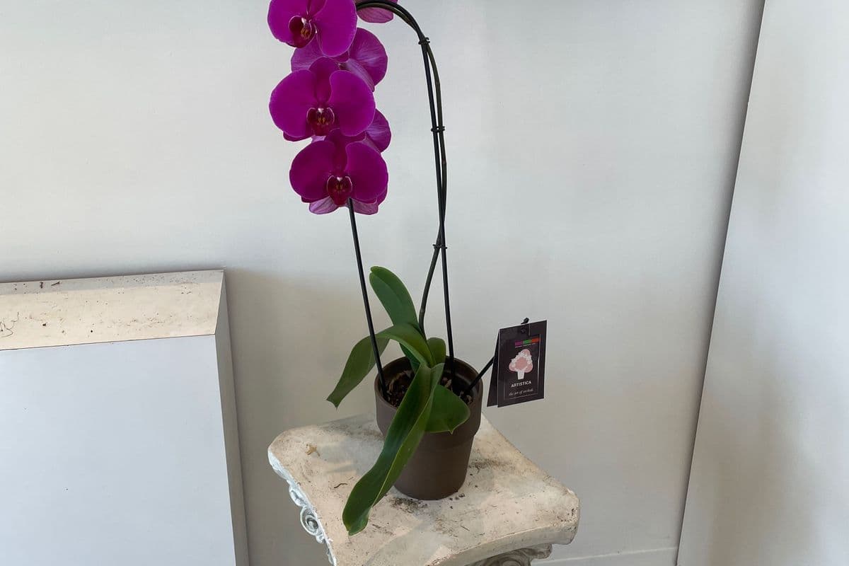 Potted Orchid