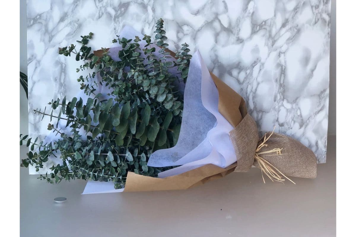 Bundle of Eucalyptus