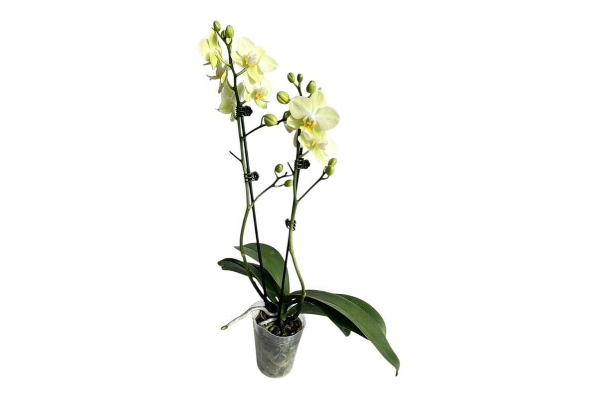 Green Double Stem Mini Orchid - 3.5 Inch Pot