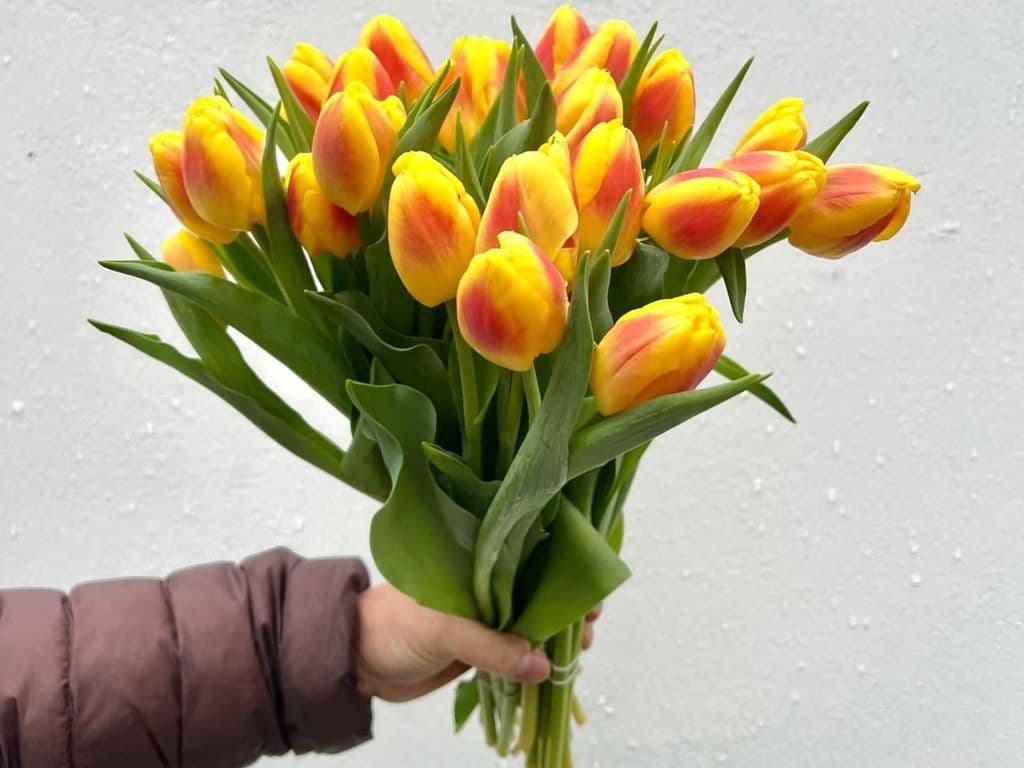 Local Flowers - Yellow & Red Tulips (5 Stems)