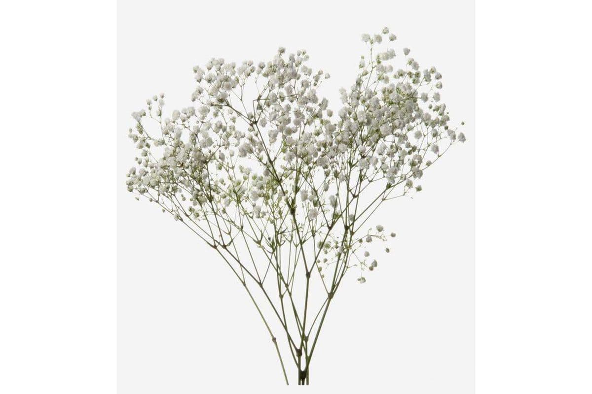 Baby Breath 3 stems