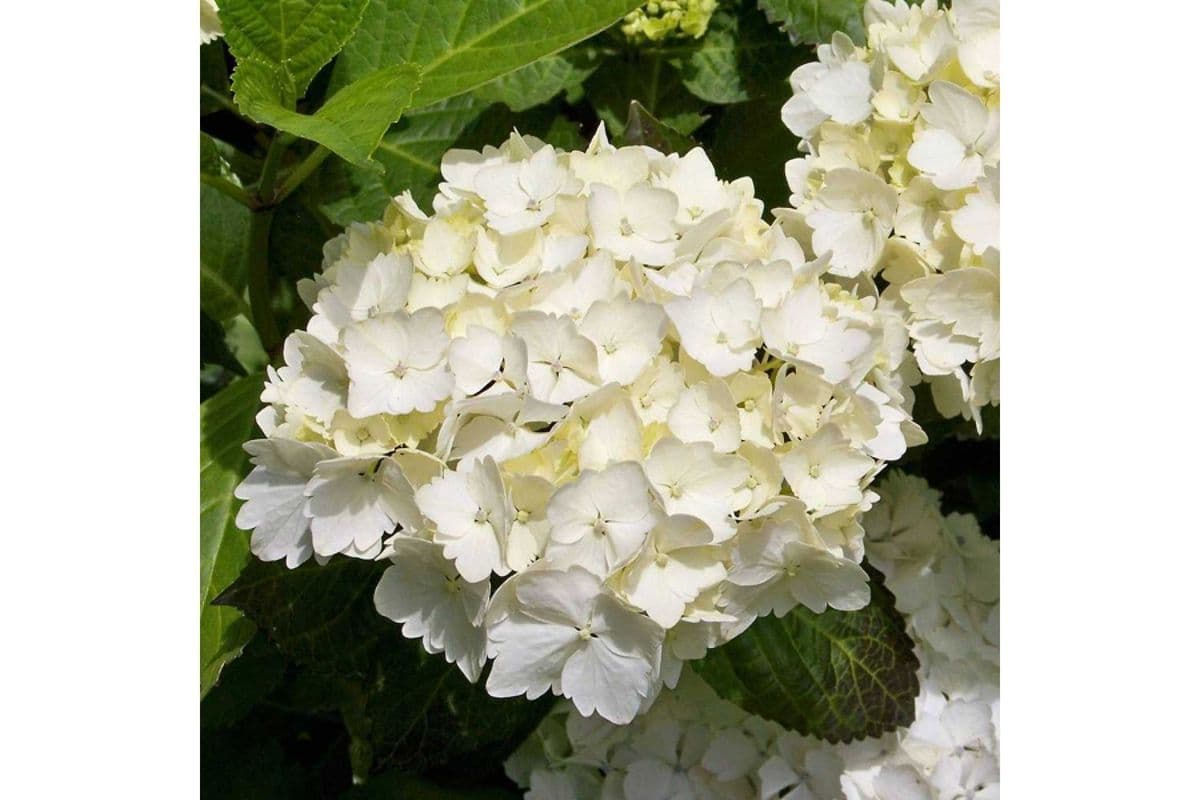 White Hydrangea 3 stems