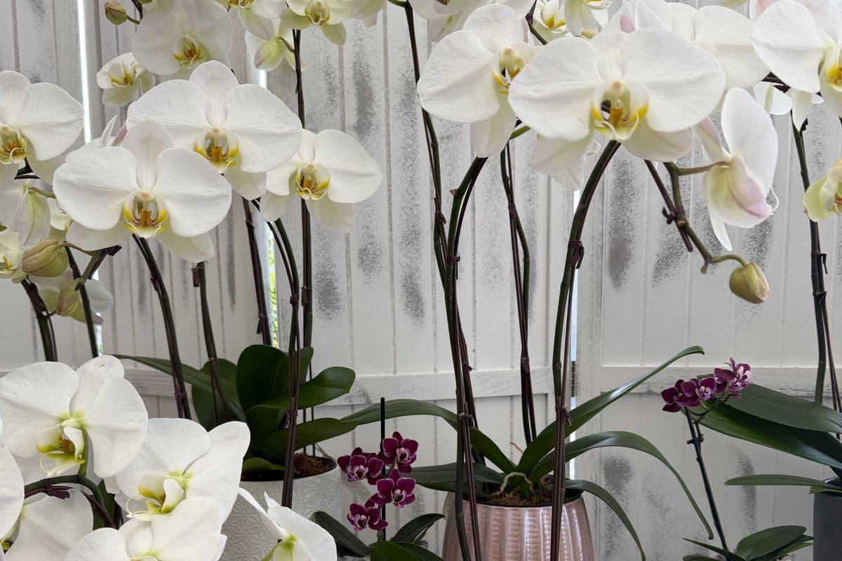 Orchid Double Stem~ Ceramic Container