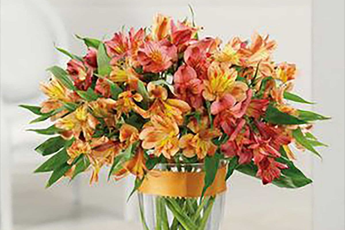Awesome Alstroemeria