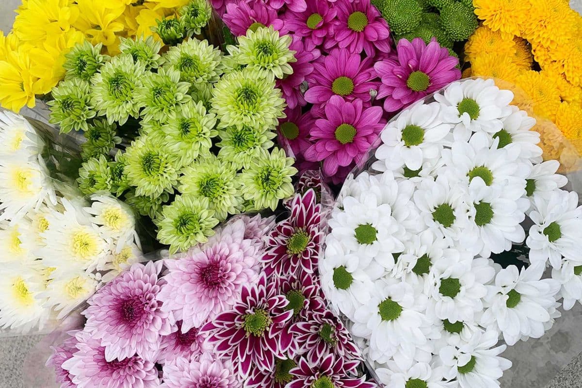 Spray Chrysanthemums SKU102F