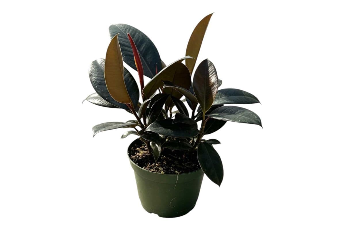 Ficus Elastica “Burgundy” (Rubber Plant) - 6 Inch Pot