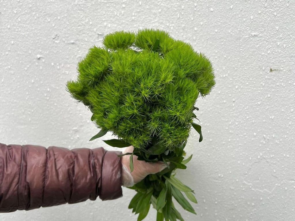 Flowers - Local Dianthus green bouquet 10 stems