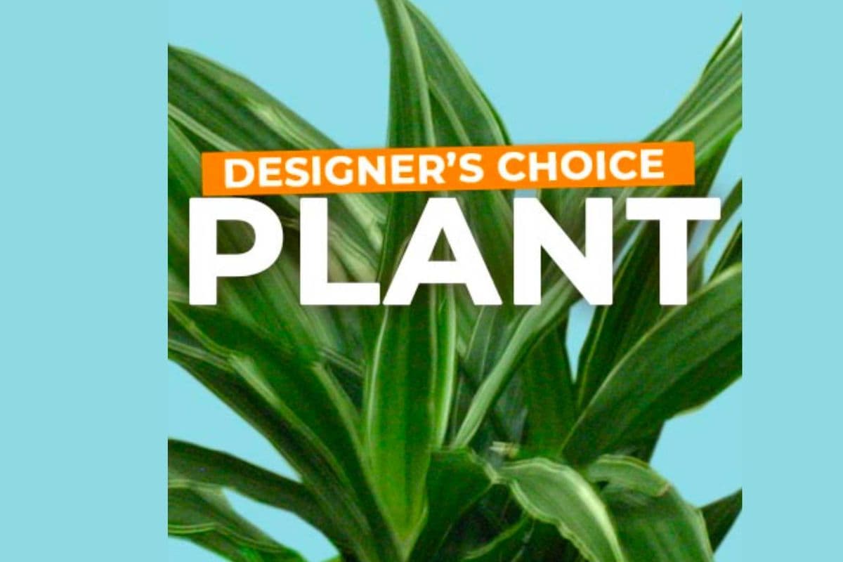 Plant - Designer's Choice