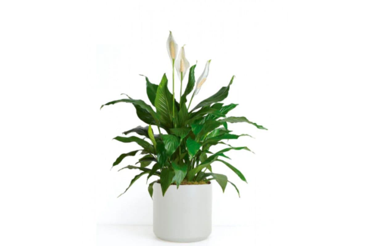 Spathiphyllum Peace Lily Plant