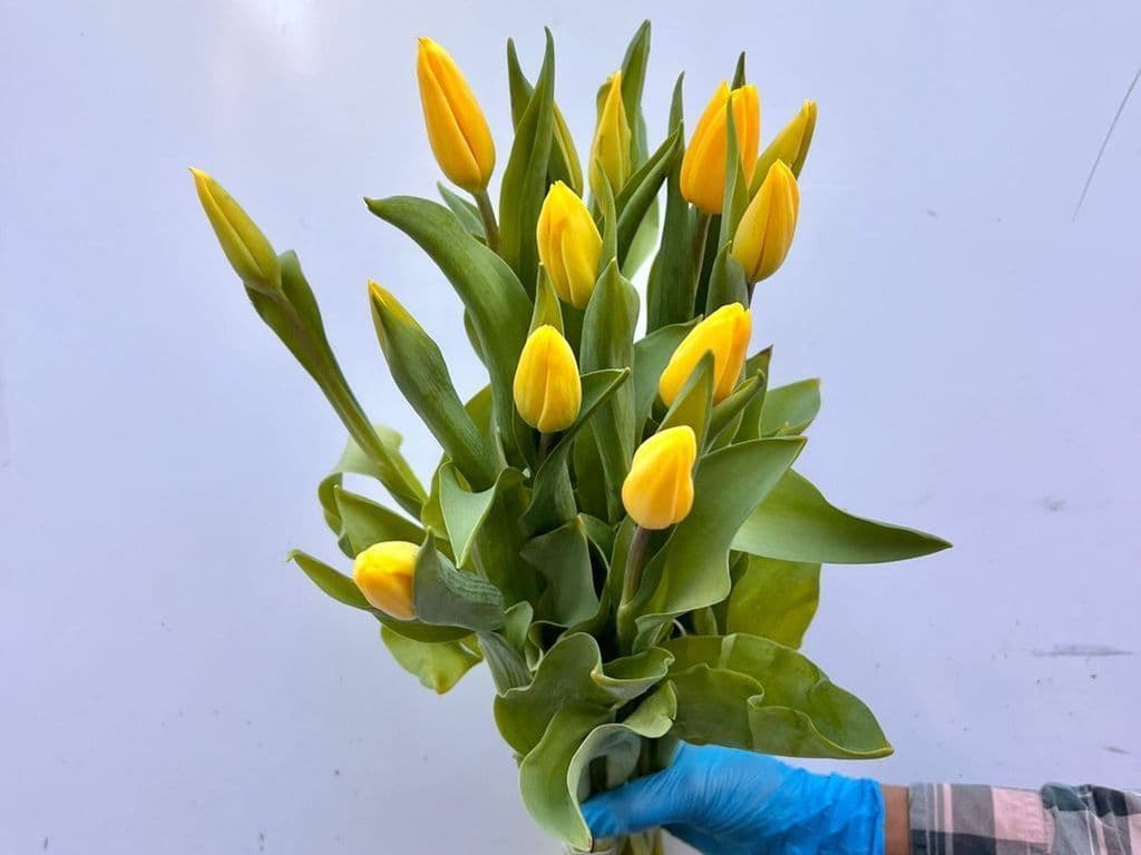 Flowers - Local Tulips Yellow (10 stems)