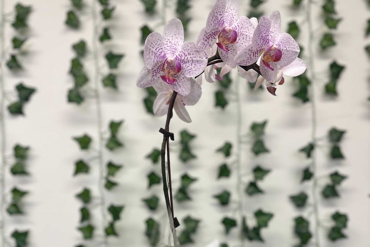 Orchid Plant Valentine Special Theme (Medium size)