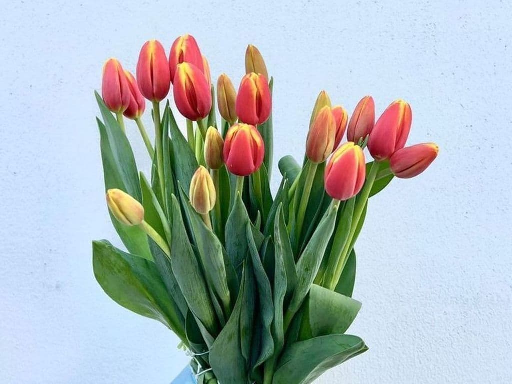 Flowers - Local Tulips Denmark (10 stems)