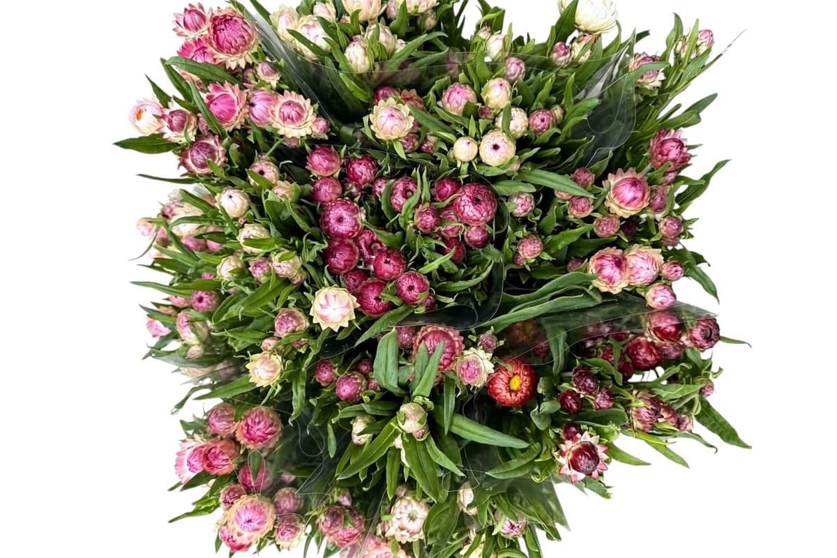 Strawflower - Small