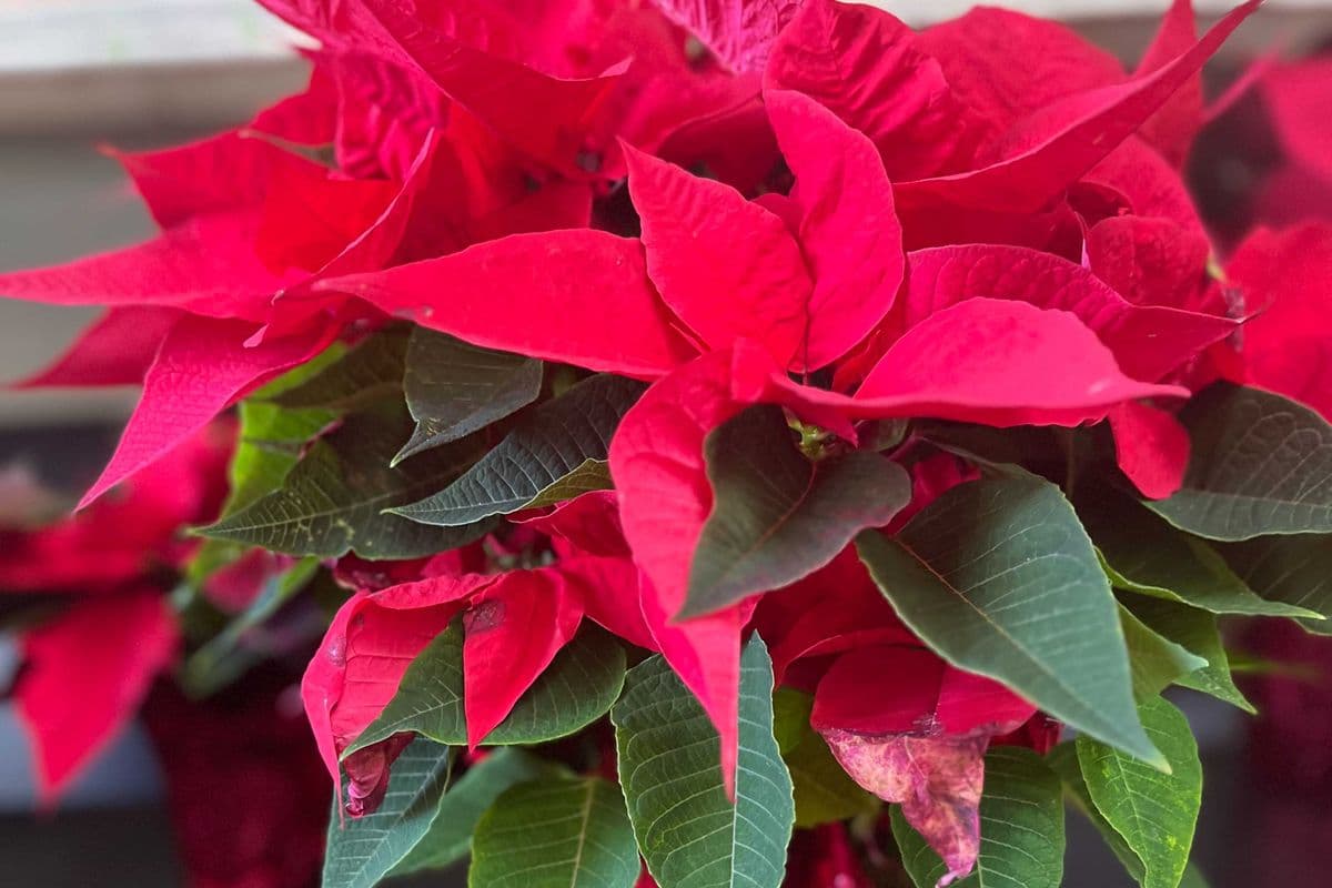 Poinsettia Premium Red 6"