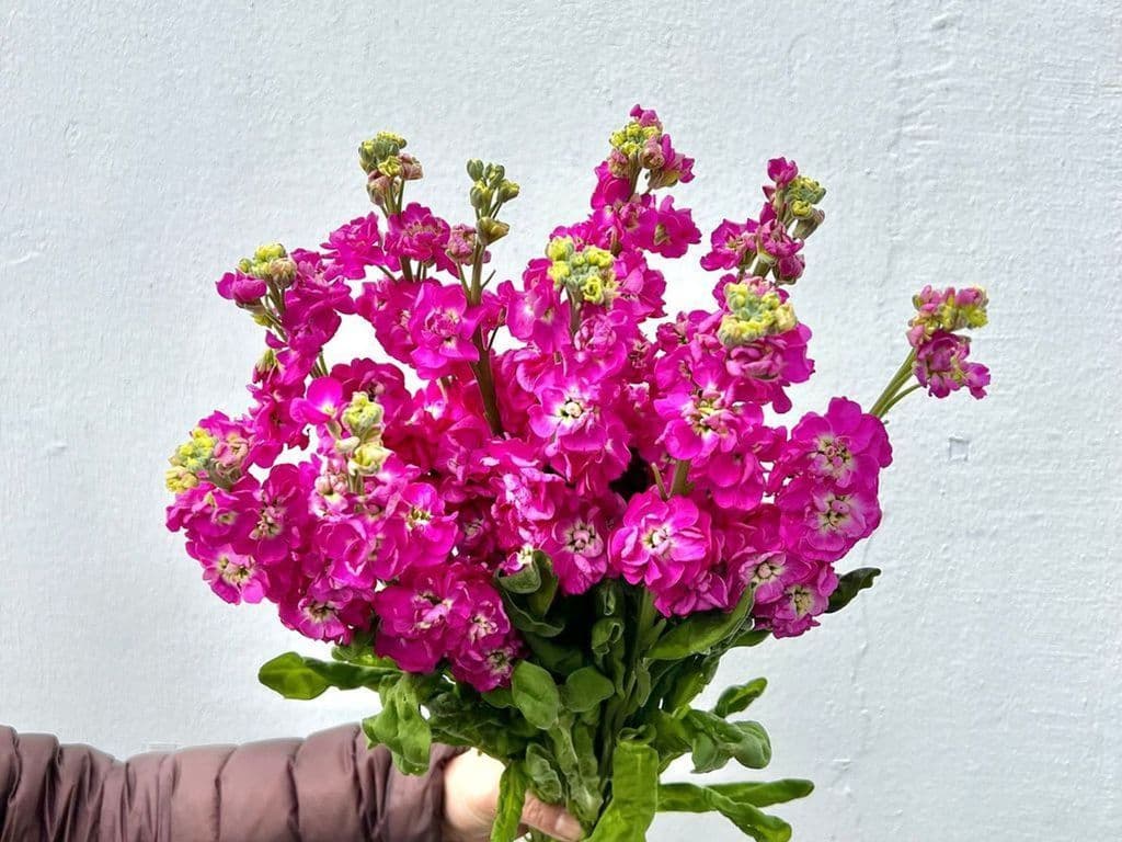 Flowers - Local Stocks Pink (5 stems)