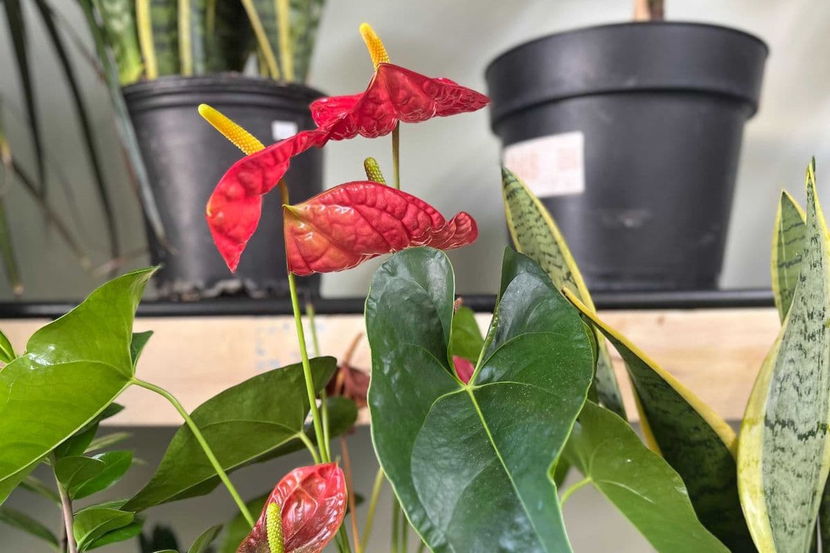 Anthurium plant