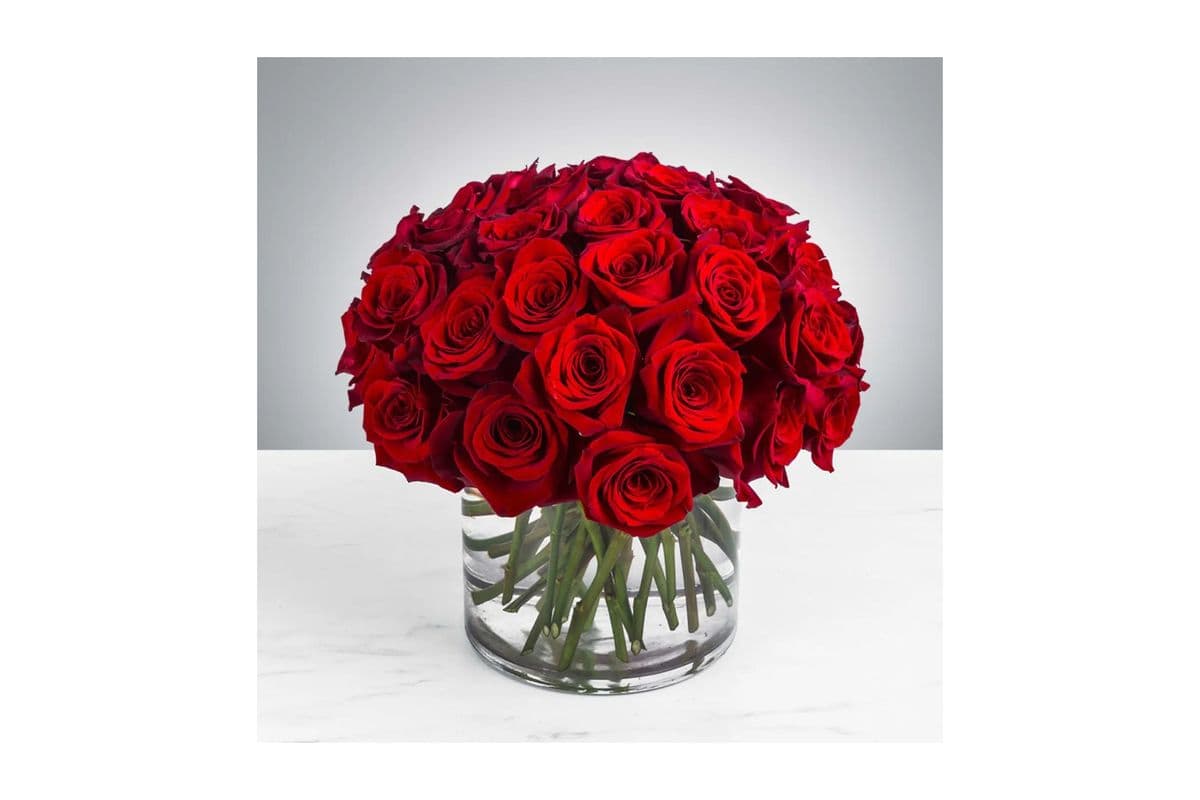 Pure Red Roses 13