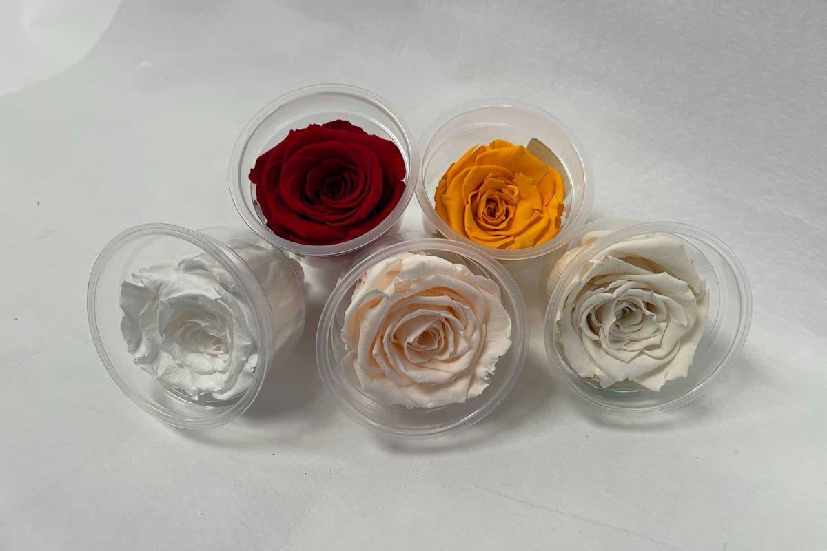 Forever Rose