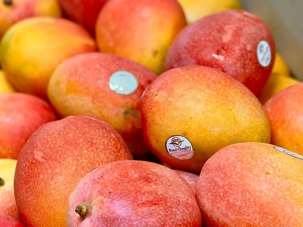 (TOP SELLER) Mango Tree Ripen (1pc)
