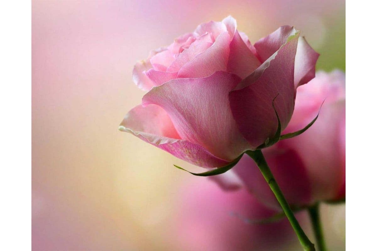 Pink Rose 3 stems