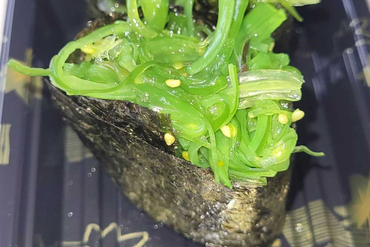 C10. Seaweed Salad