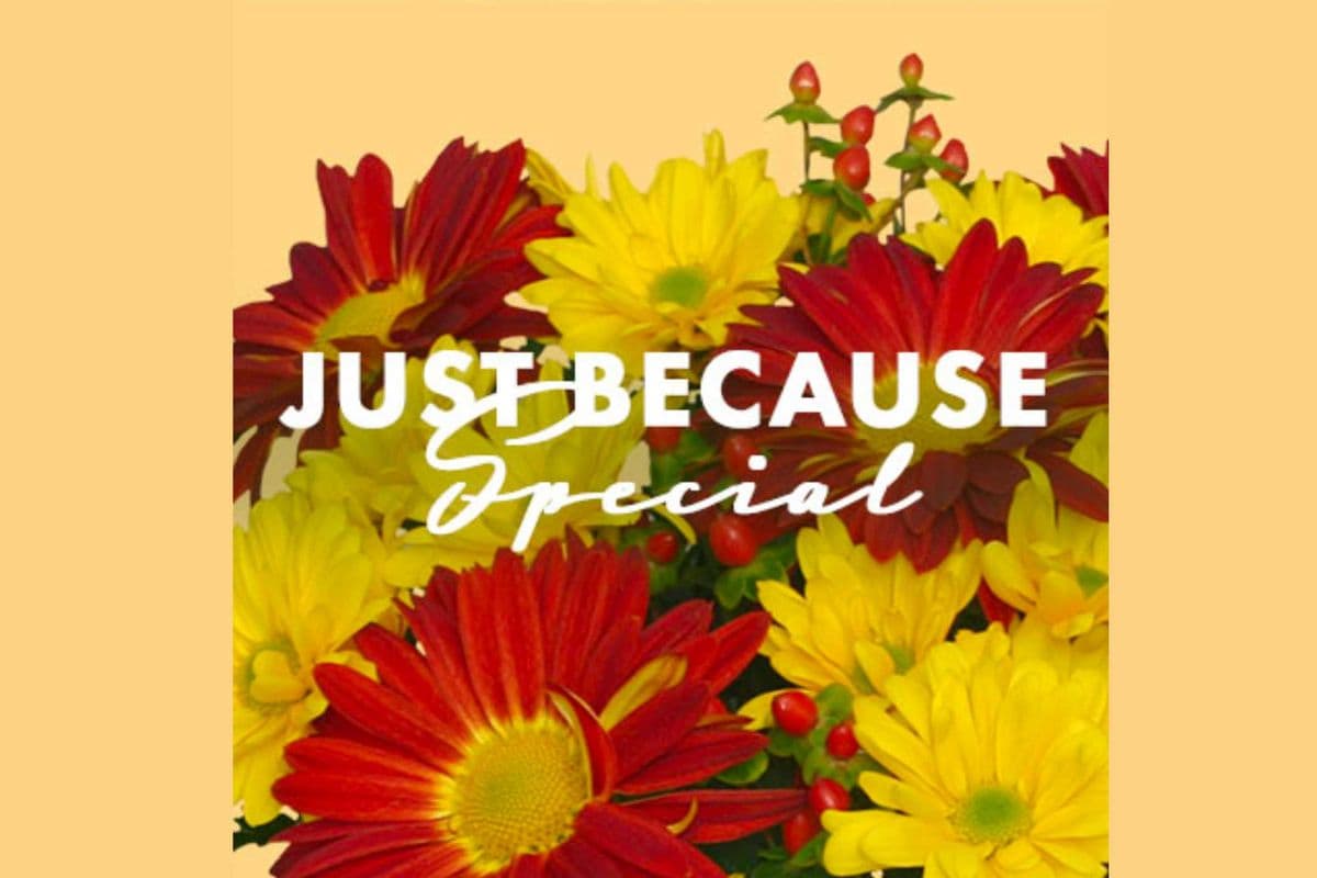 Just Because Special Designer's Choice