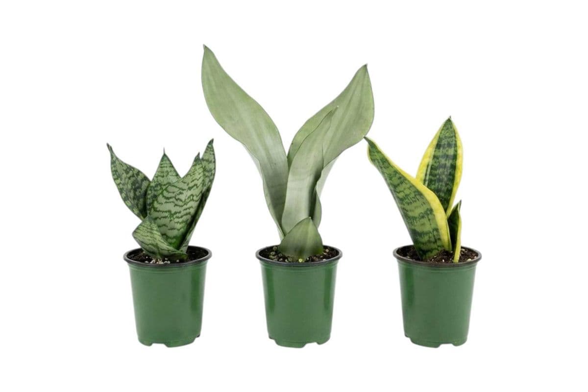 Assorted Snake Plant Trio - 3.5 Inch Pot