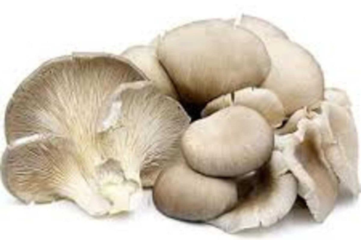 Oyster Mushroom (6 pcs)/ 蠔菇