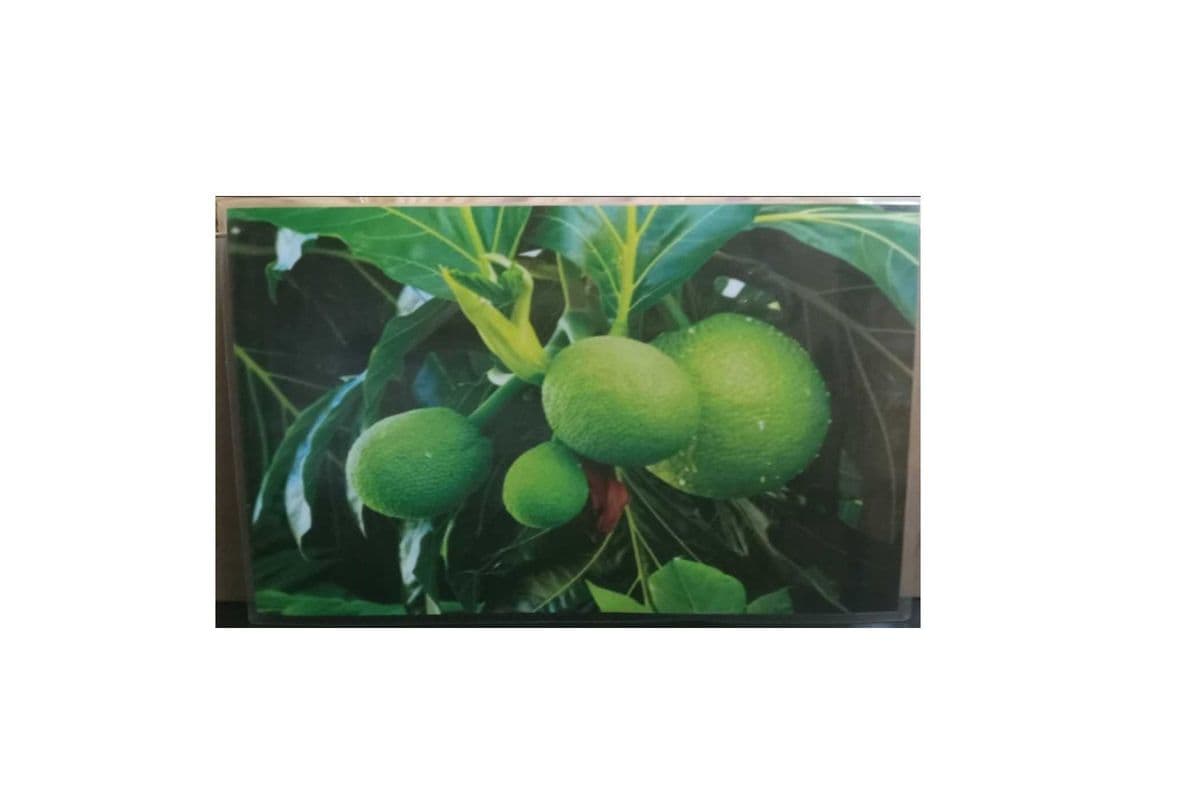 Breadfruit Laminated Picture (11x17)