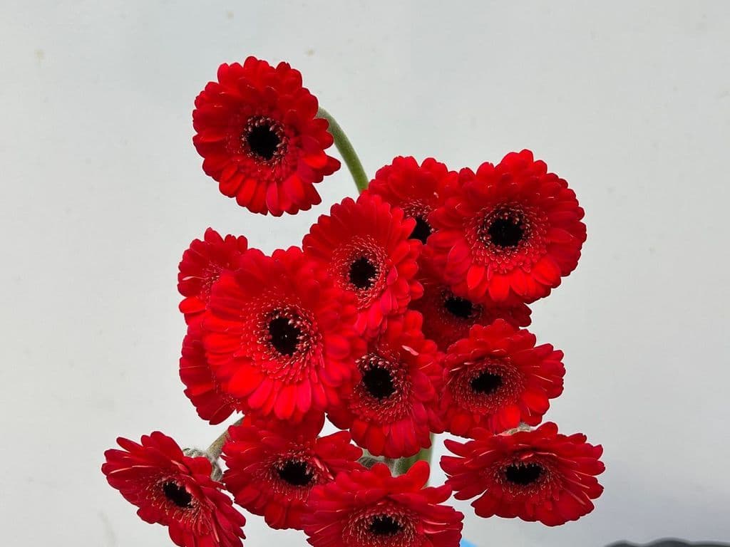 Local Flowers - Piccolini Red (bunch)