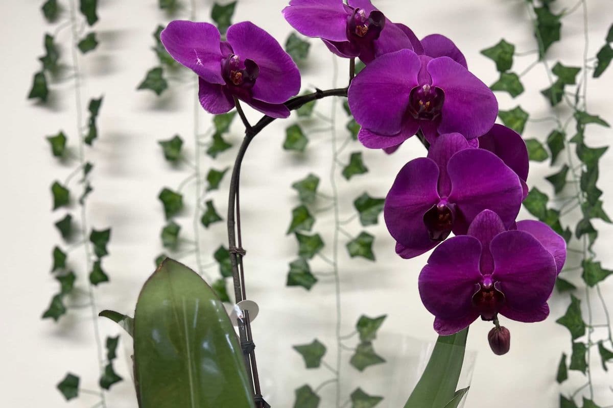 Orchid plant