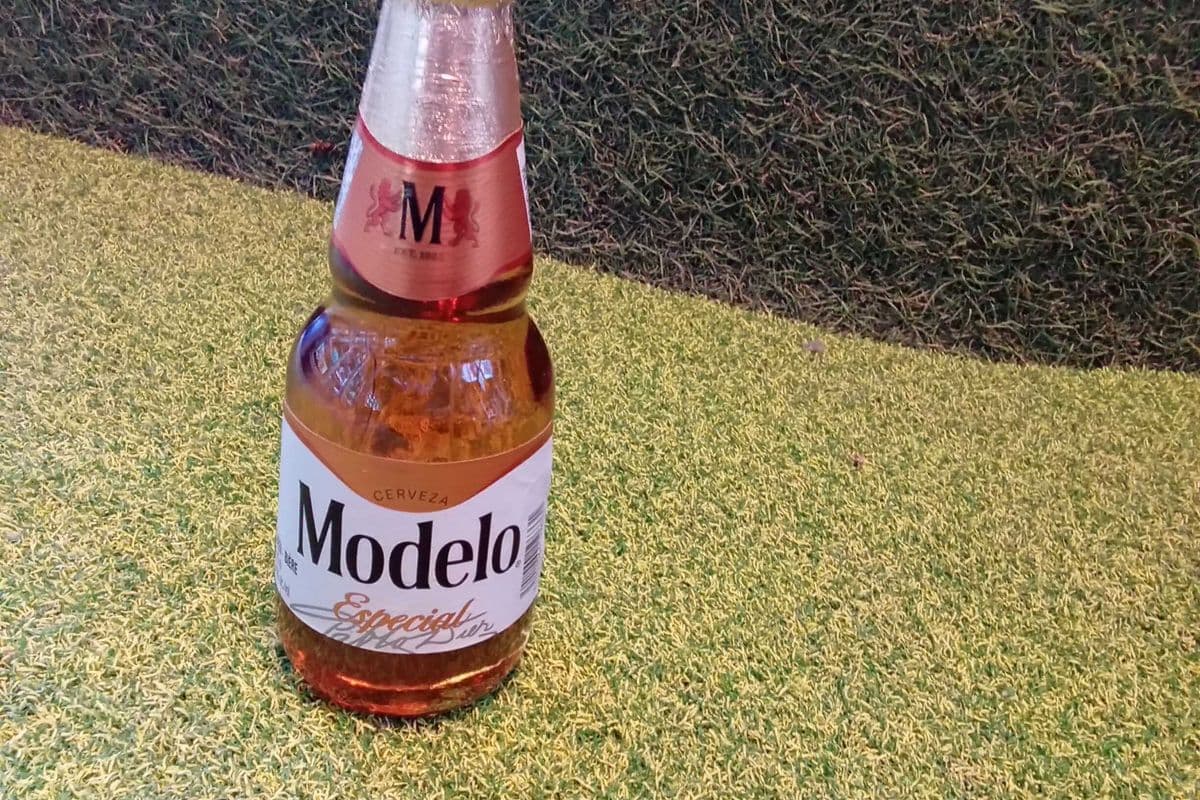 Modelo Especial (1 x 355 ml bottle)