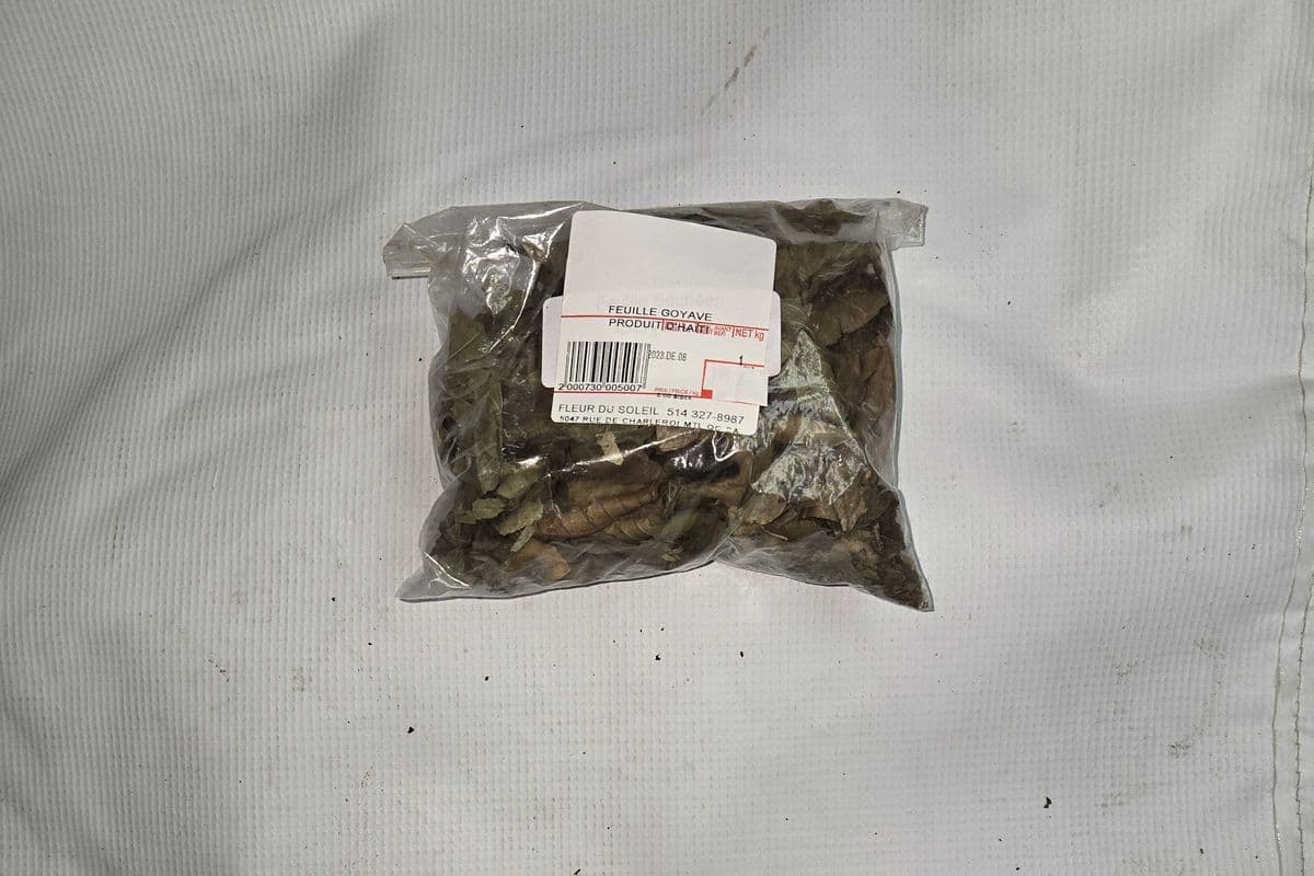 FEUILLE GOYAVE