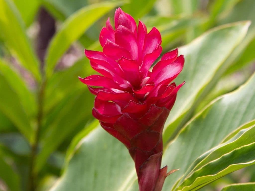 Flowers - Ginger flower bouquet (5 stem)