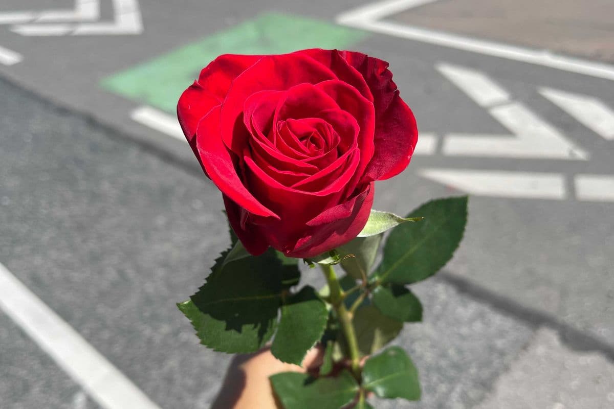 Single Red Rose - 1 Stem
