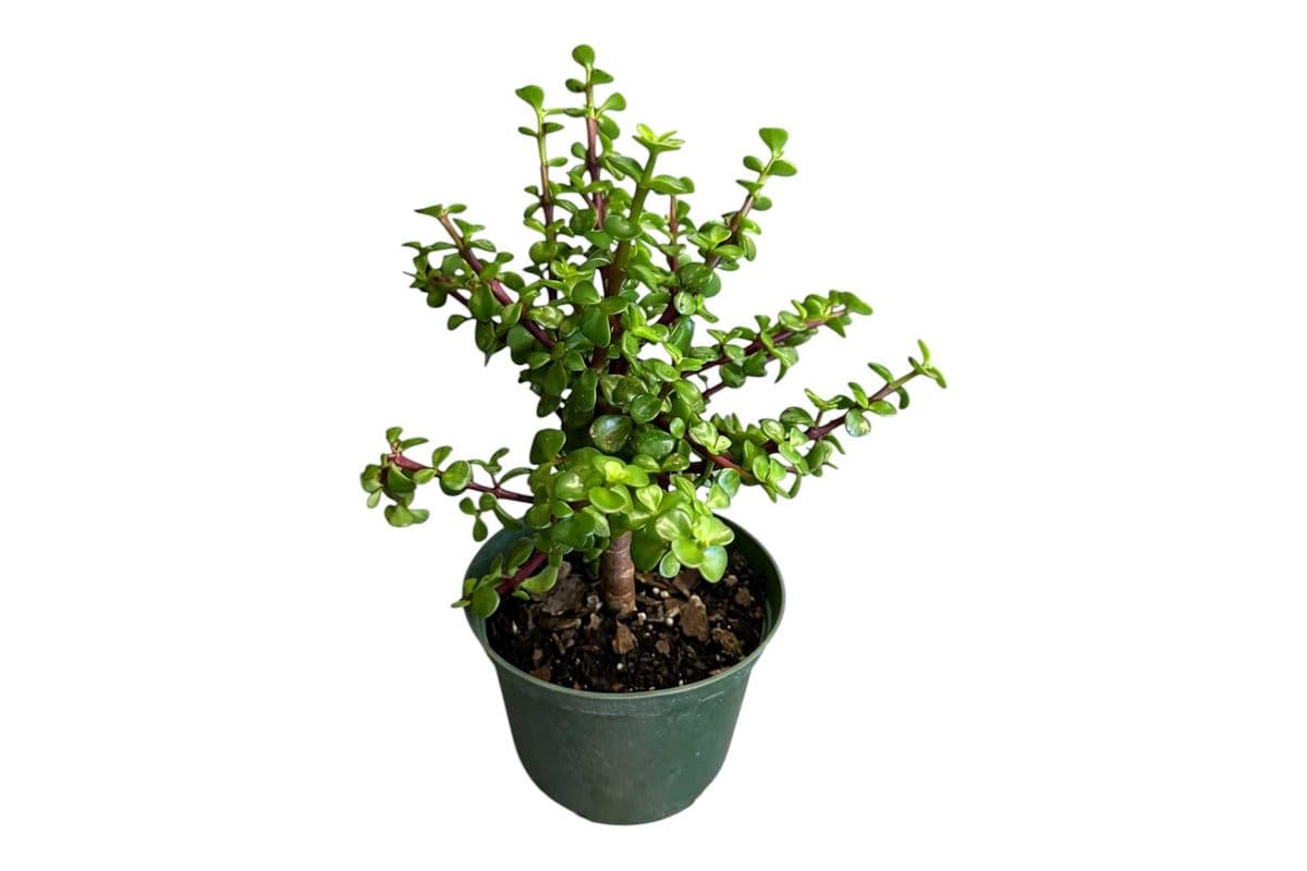Elephant Bush - 6 Inch Pot