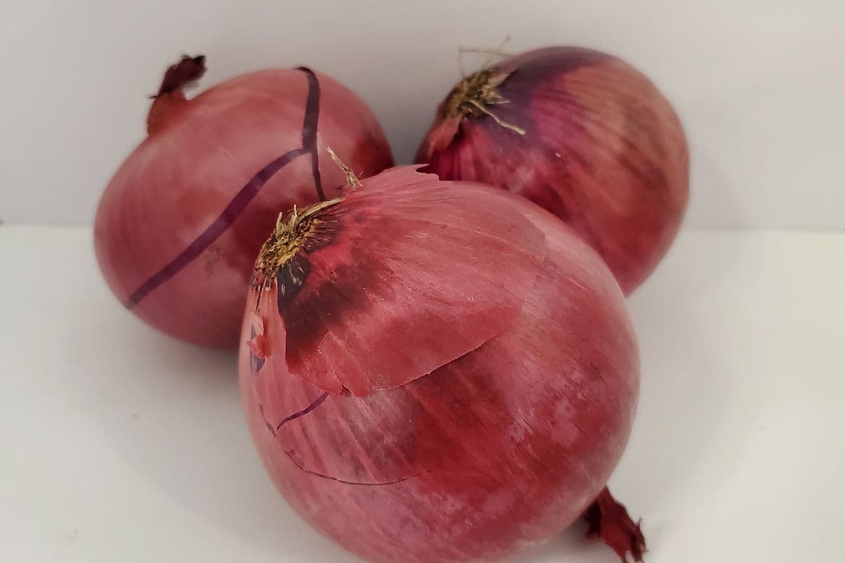 Red Onion (Single)
