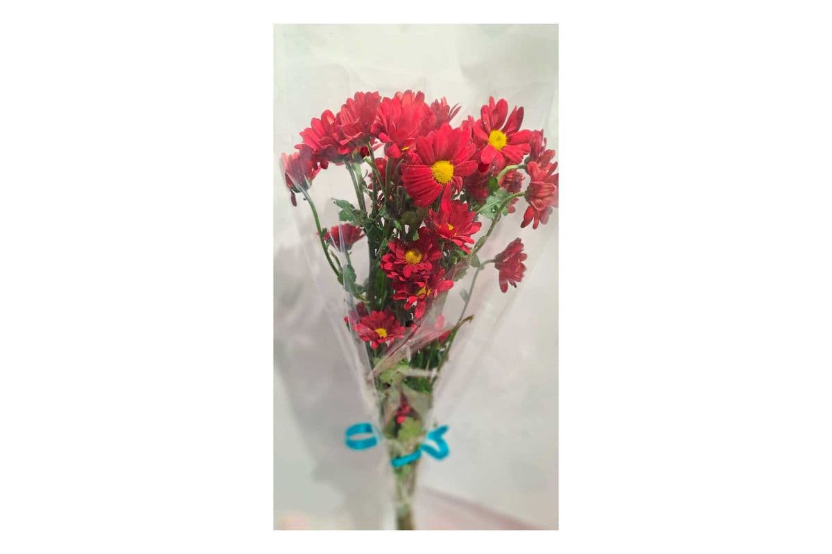 Chrysanthemum (Mums, Daisy) Red Colour