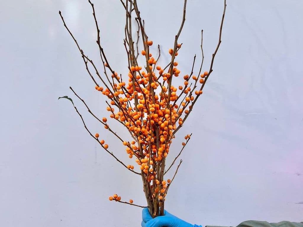 Flowers - Winterberry Golden (5 stems)