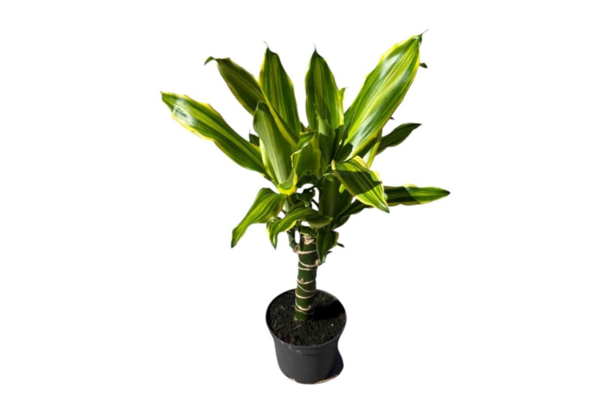 Dracaena 'Golden Queen' - 5 Inch Pot