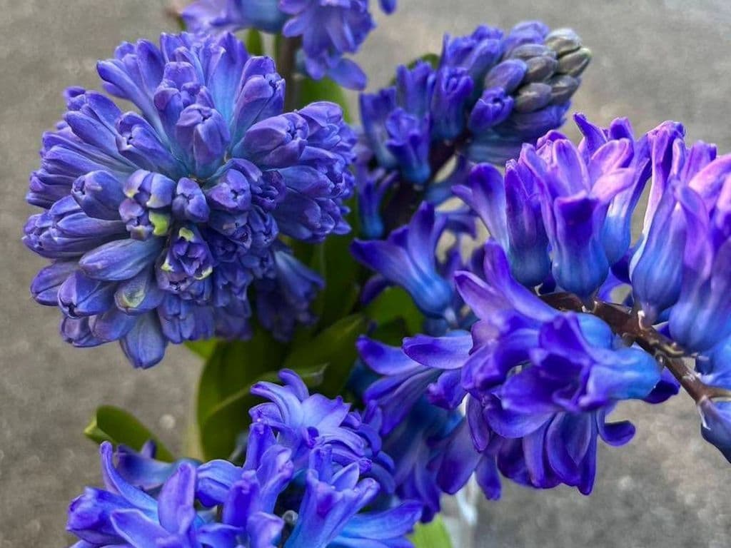 Local Flowers - Hyacinthus (Blue)