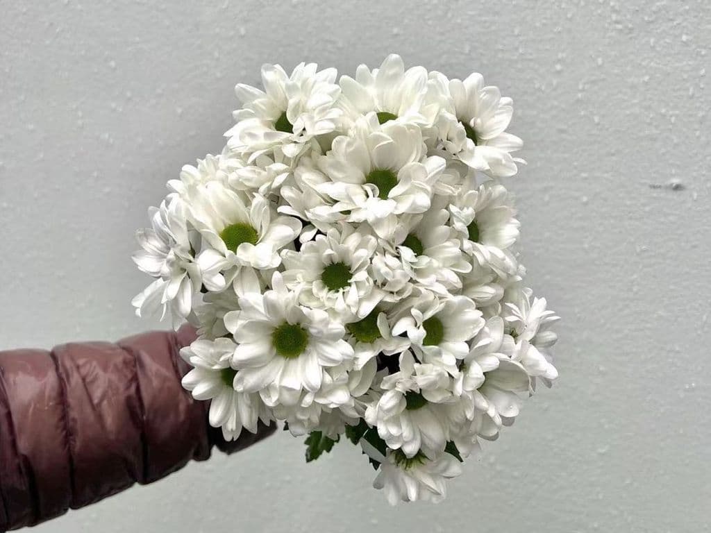 Flowers - Local Chrysan pixel white BOUQUET (bunch)