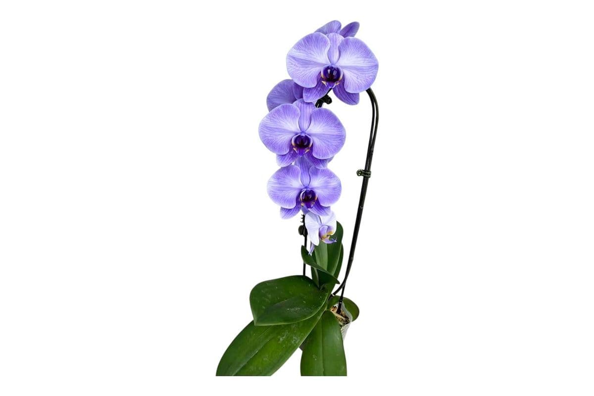 Purple Infused Cascading Orchid - 5 Inch Pot