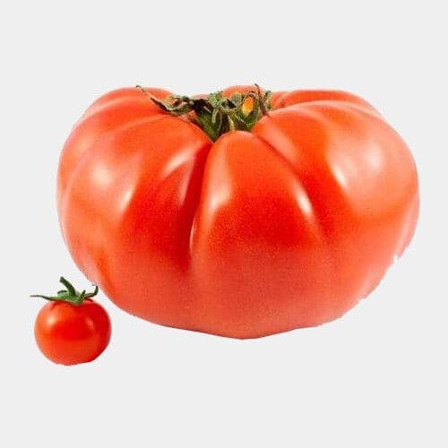 Gros tomate / Large Tomato