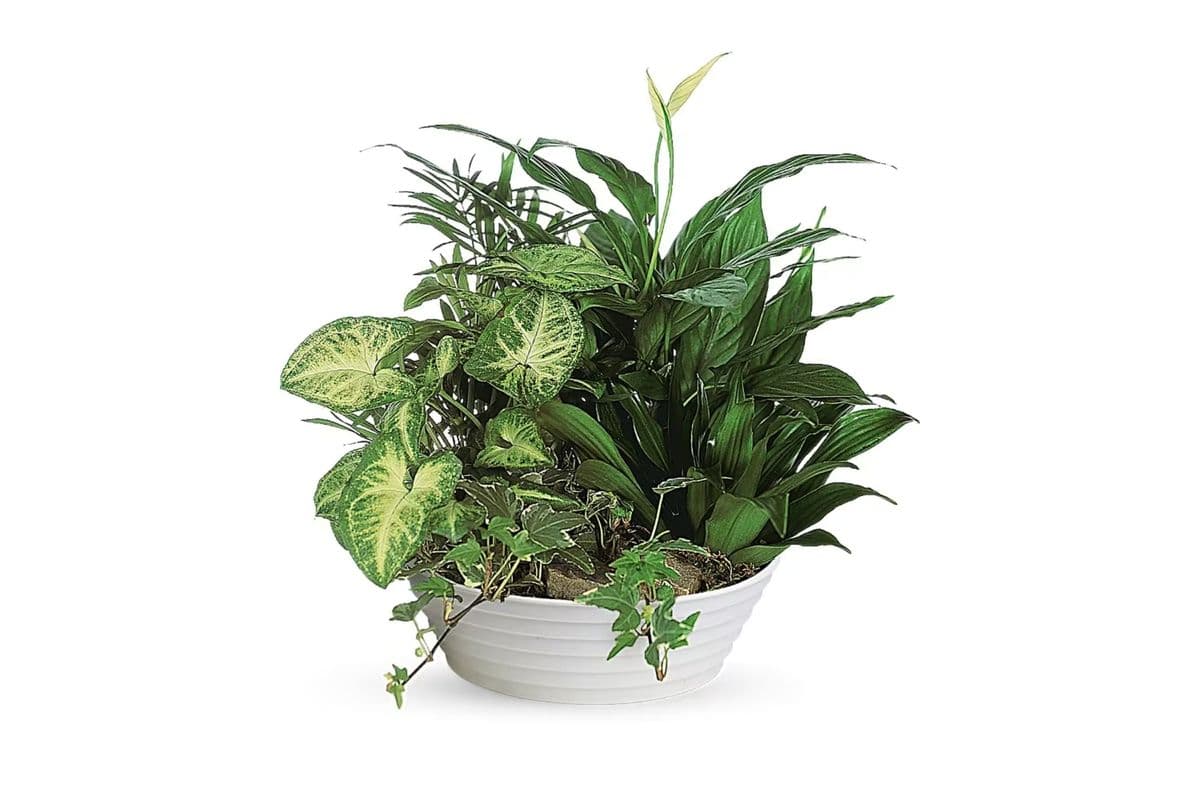 Medium Dish Garden
