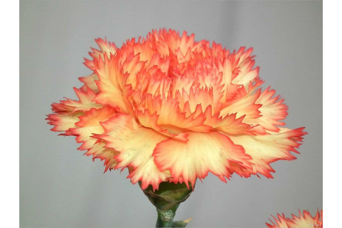 Carnation 10 stems