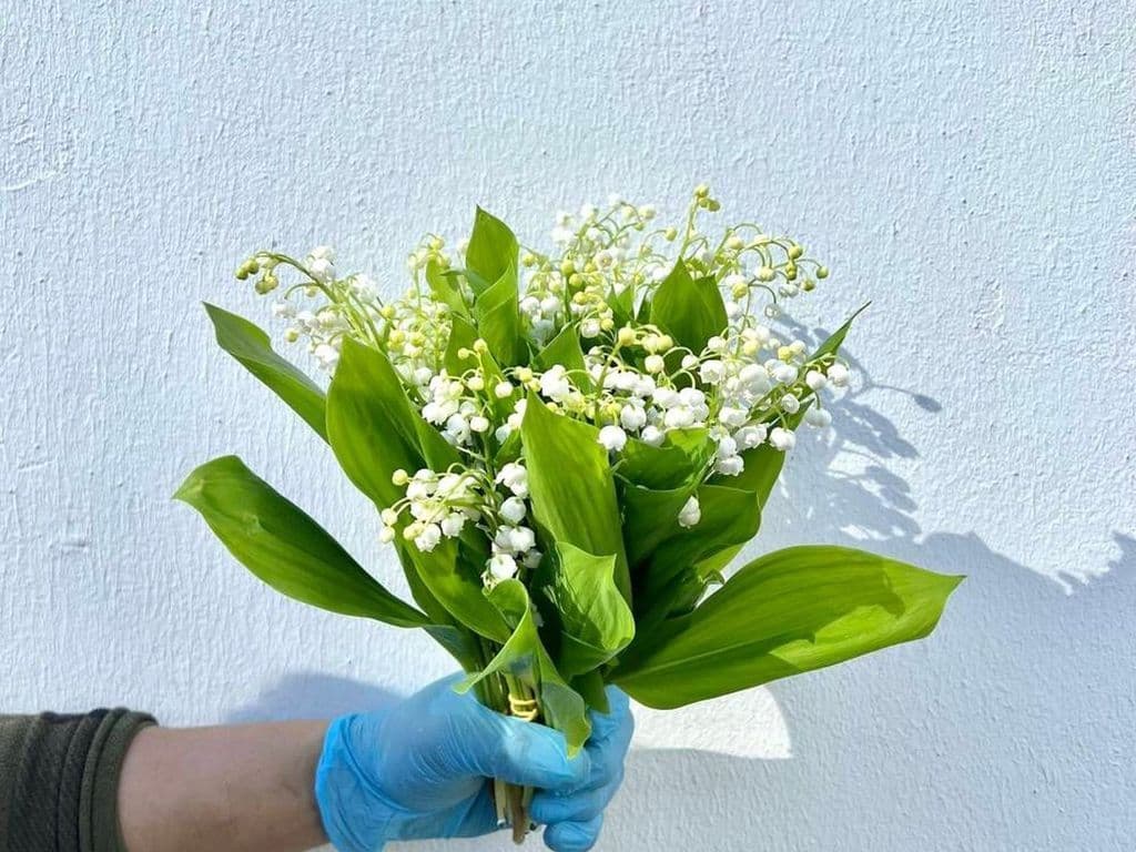 Local Flowers - Lily of the valley (5 stems)