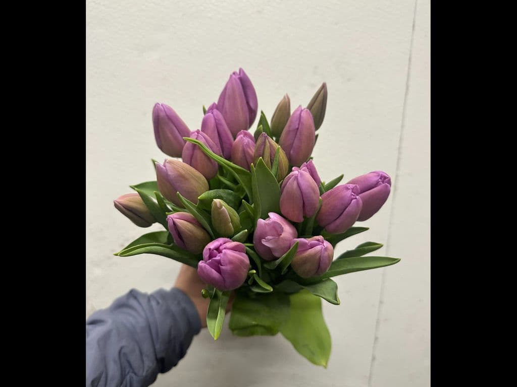 Local Flowers - Tulips Purple (10 Stems)