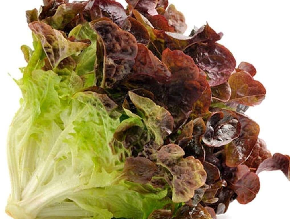 Lettuce Red (Each)